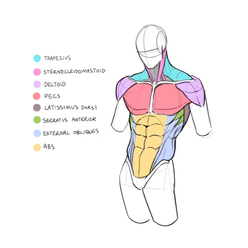 <p><strong>Anatomía básica para artistas</strong></p>