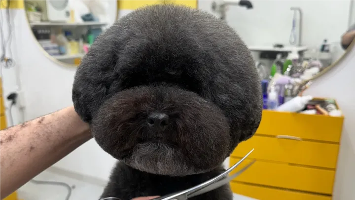 curriculum-petgroomer-kimmisong-04-1.webp
