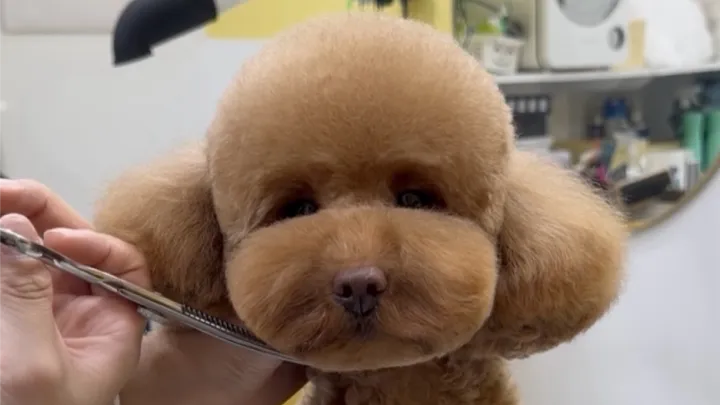 curriculum-petgroomer-kimmisong-04-2.webp