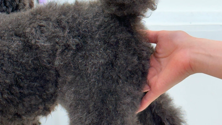 curriculum-petgroomer-kimmisong-01-2.webp
