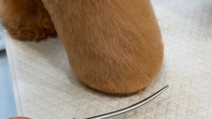 curriculum-petgroomer-kimmisong-03-1.webp