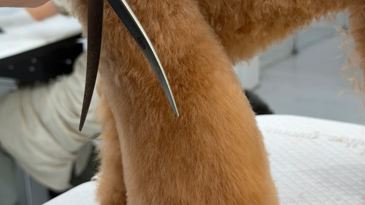 curriculum-petgroomer-kimmisong-03-2.webp