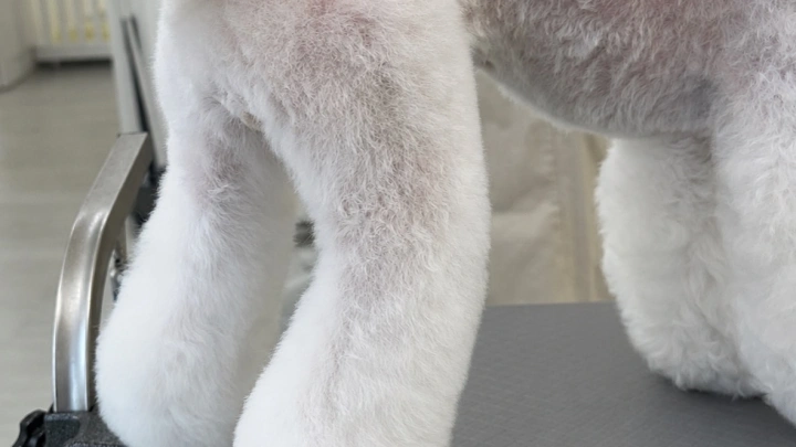 curriculum-petgroomer-kimmisong-03-3.webp
