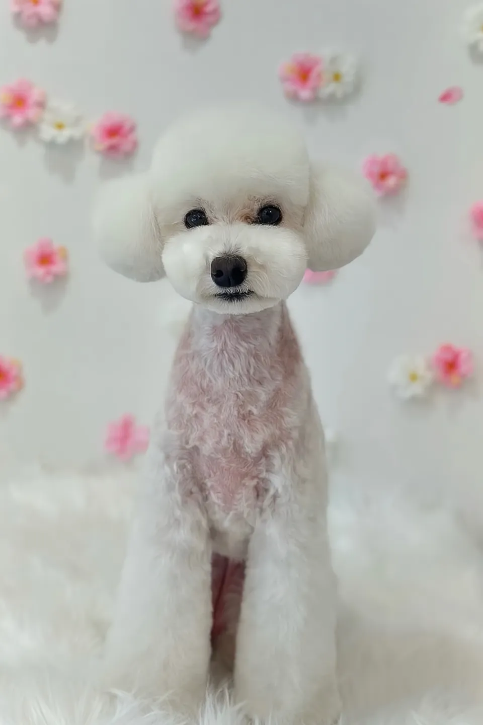 그루미송 대표원장, 김미송 포트폴리오