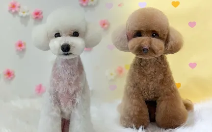 애견미용사 김미송-image