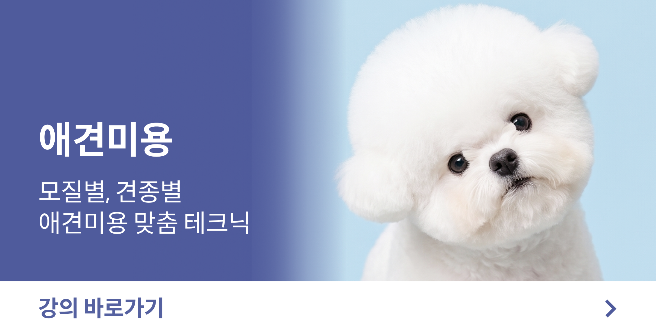 애견미용